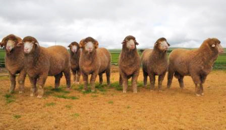 Stud Merino Rams